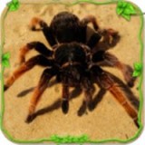 蜘蛛模拟器蜘蛛的一生  v1.2