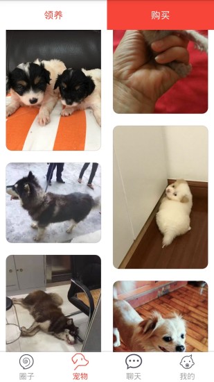 领狗狗 截图2