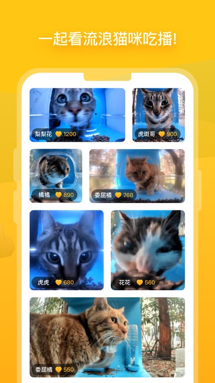 哈啰街猫APP