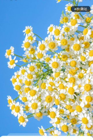 冷心口袋app官方