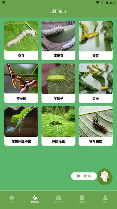 蚕宝宝 截图2
