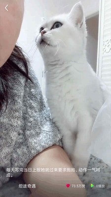 猫咪小视频 截图3