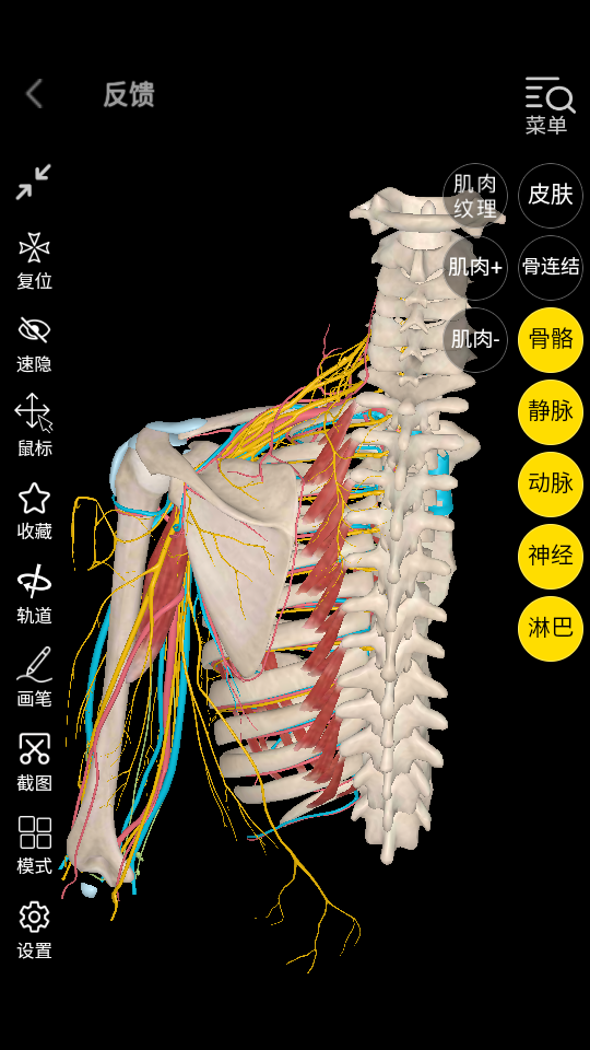 3dbody解剖学习app