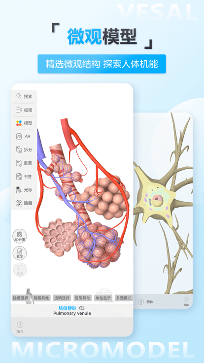 维萨里3d解剖app最新版