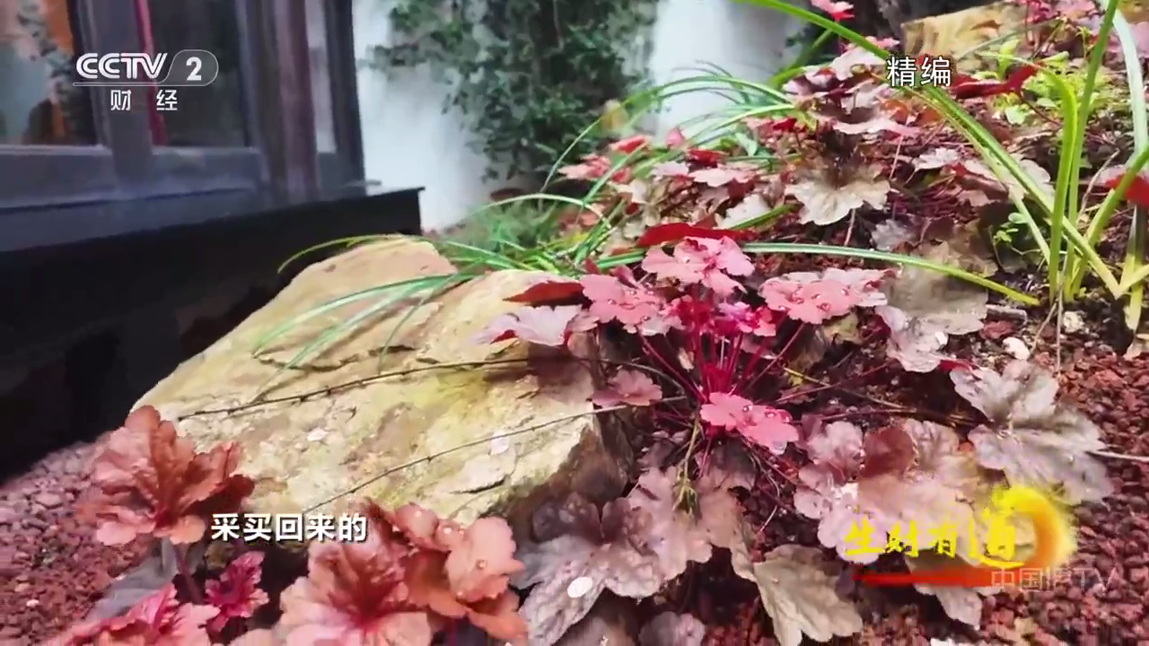 星辰电视tv最新版本 截图1