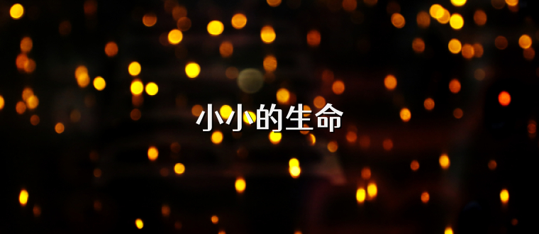 小小的生命